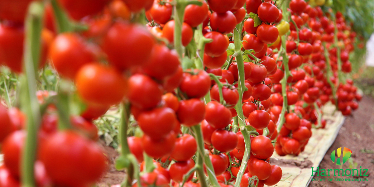 Carreras rilancia il pomodoro a grappolo nell’Agro Pontino